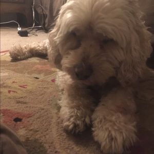 Meet your Posher, Debbi